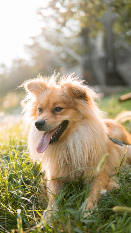 A fluffy golden dog laying in green grass with a happy expression and its tongue out, illuminated by sunlight.