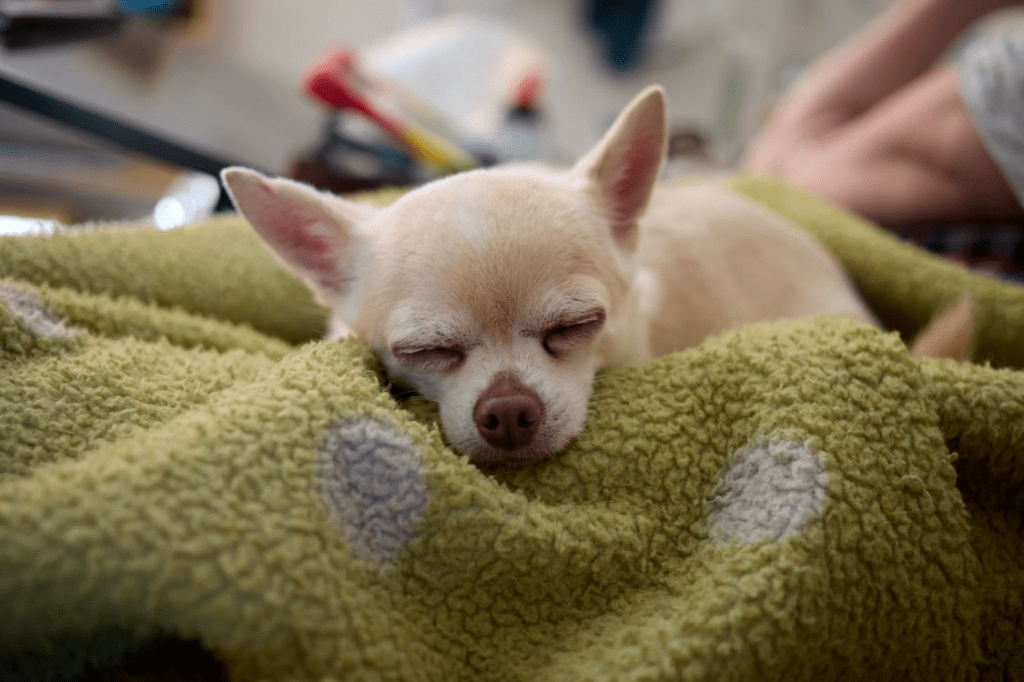 A sleeping Chihuahua nestled in a green blanket with polka dots.